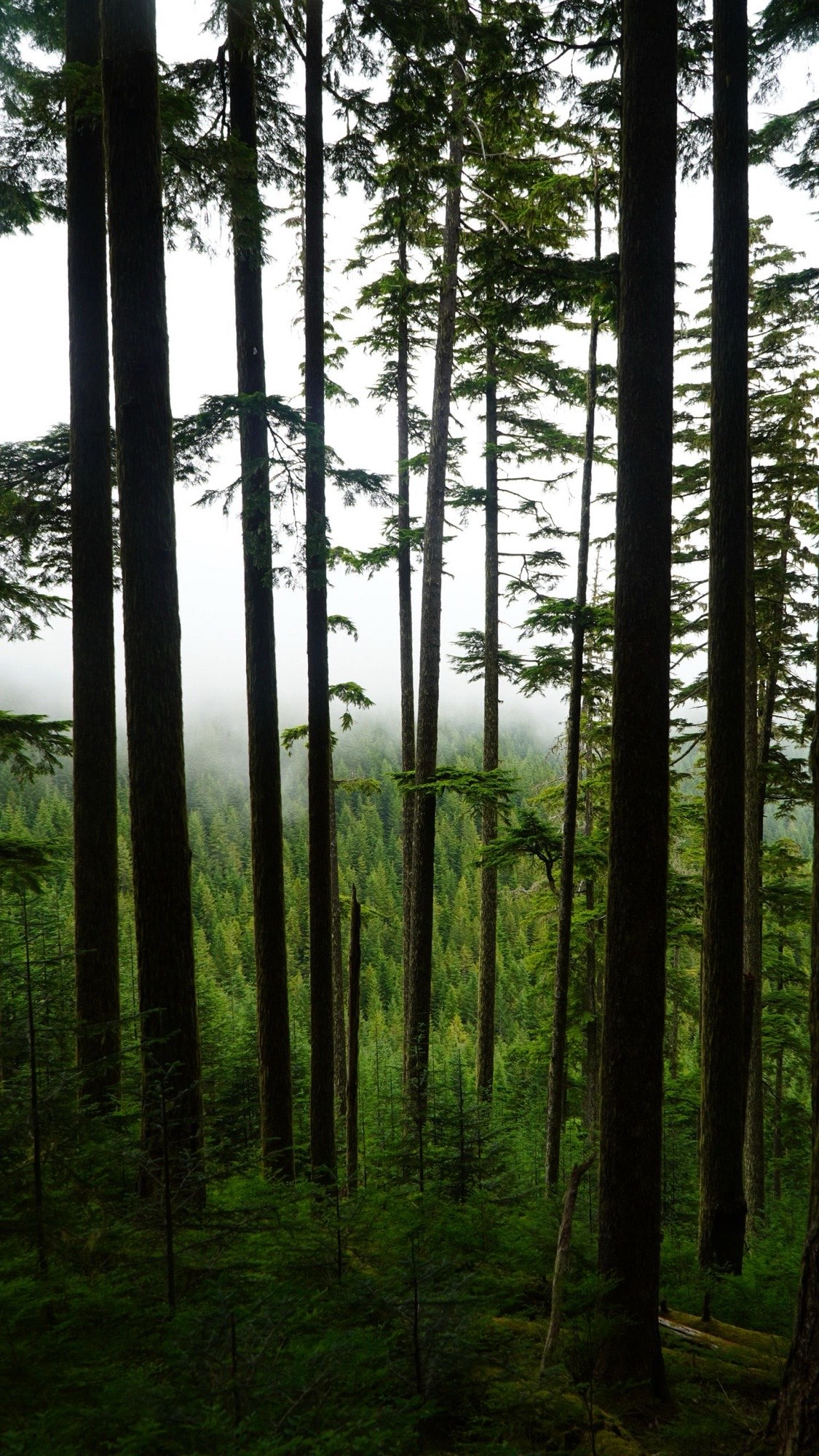 Fog drifting through conifer forest