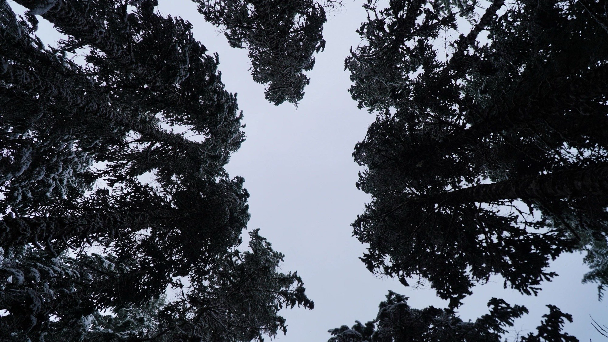 Looking up into a conifer canopy against a pale sky