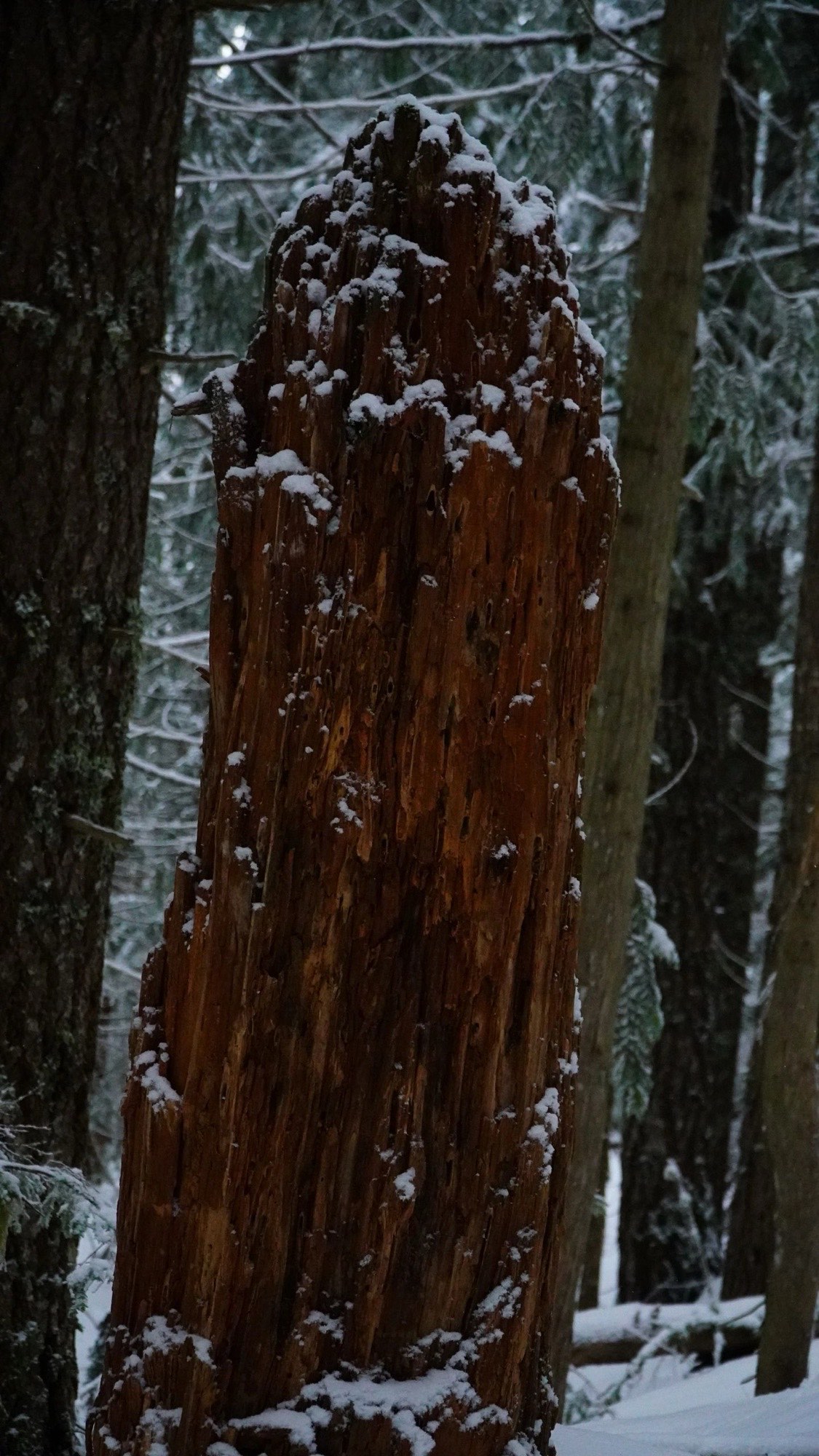 Snow-dusted bark of an old conifer