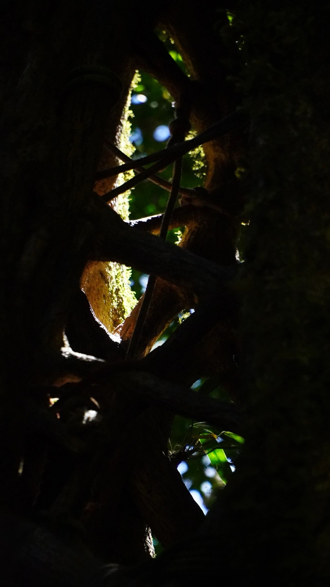 Light breaking through tangled banyan branches