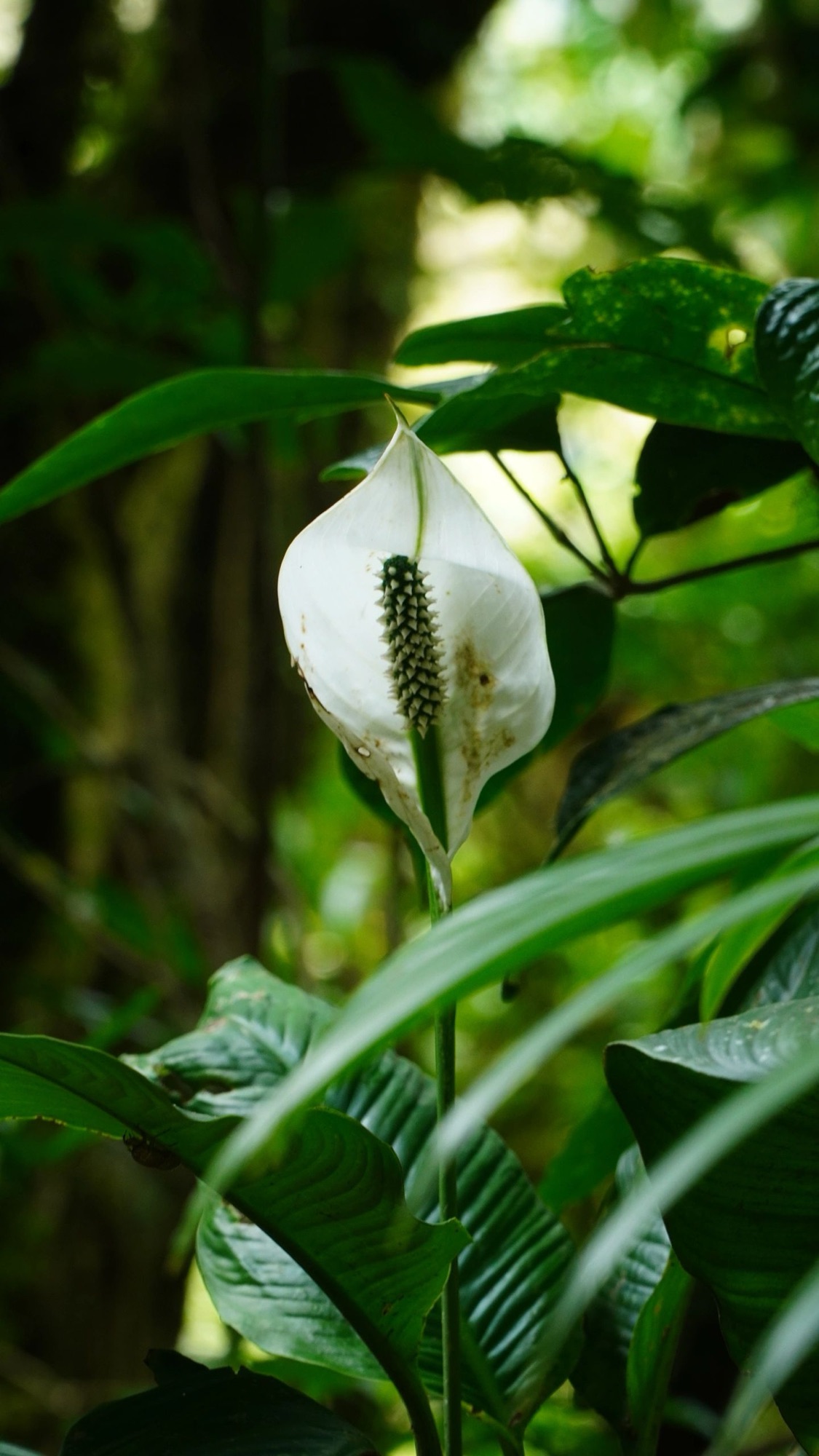 White peace lily blooming in deep jungle shade