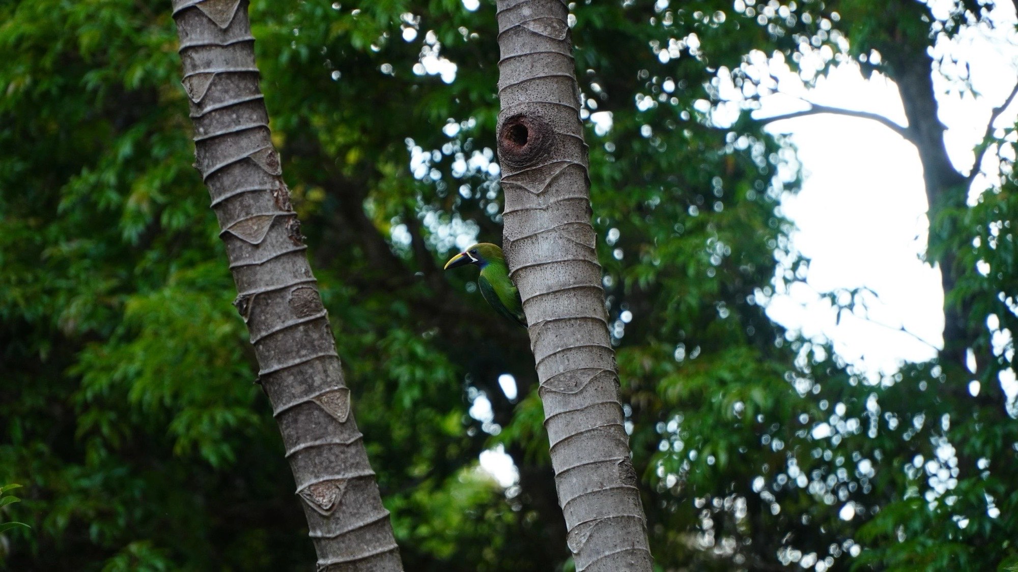 Palm trunks reaching into a bright tropical canopy