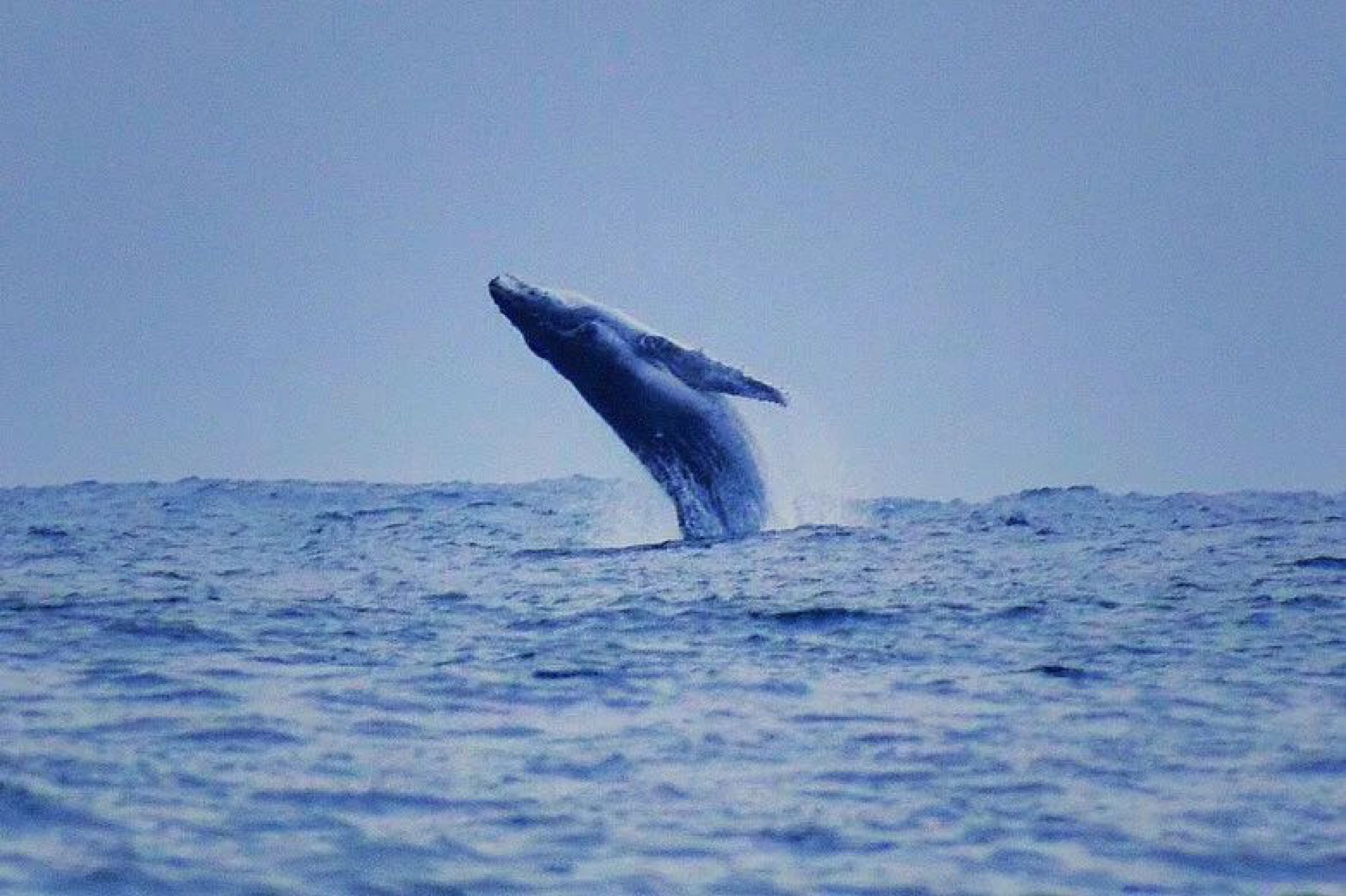 Humpback whale breaching