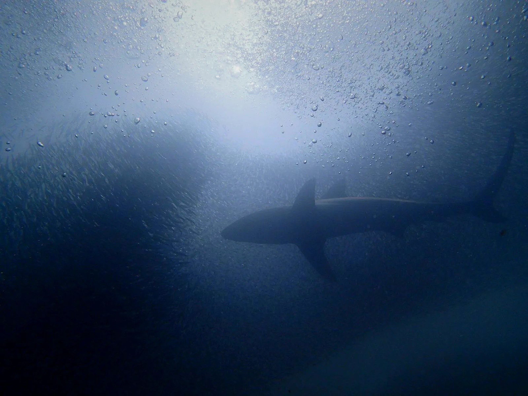 Shark silhouette in deep blue water