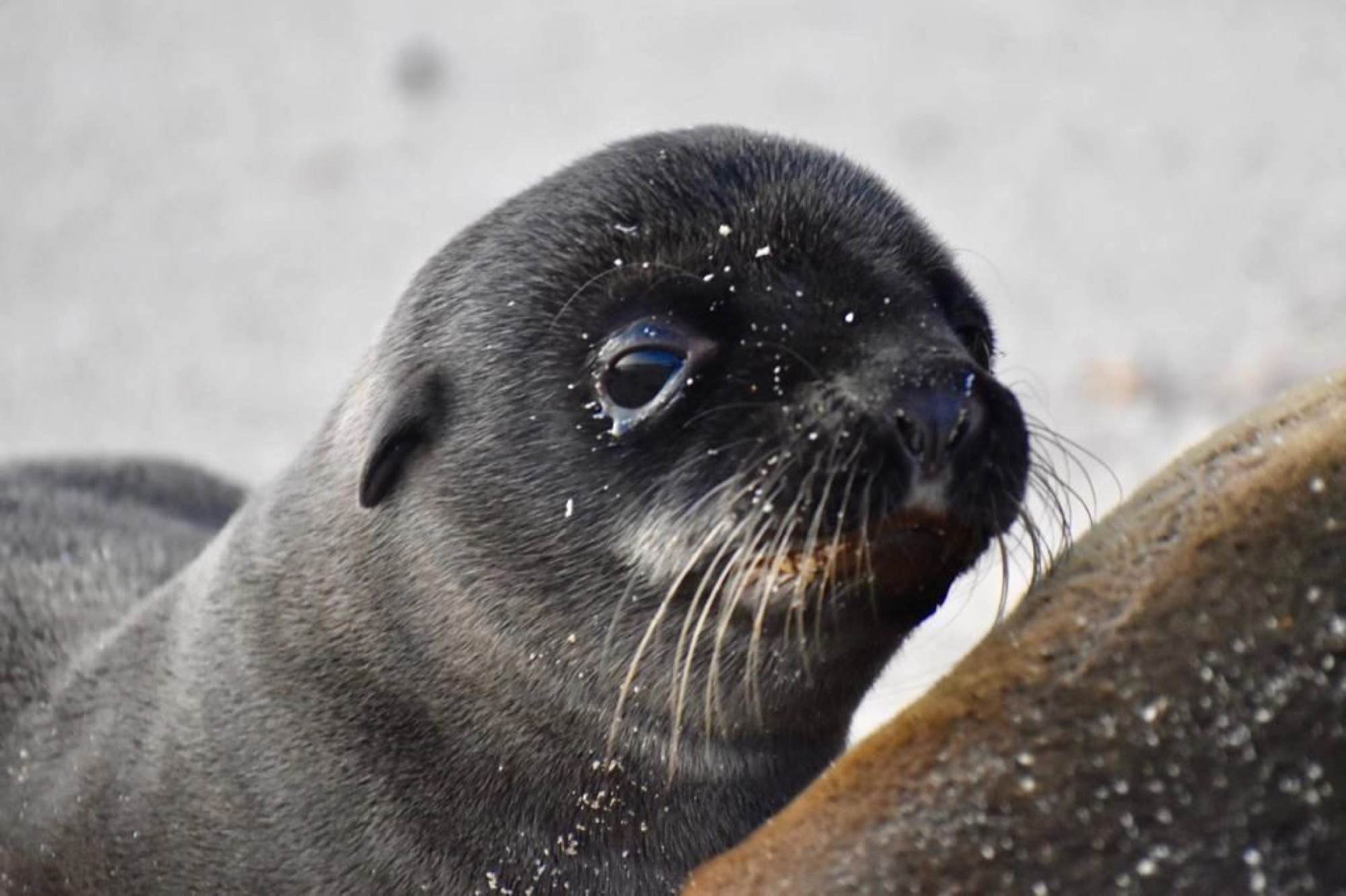 Sea lion pup resting on the sand