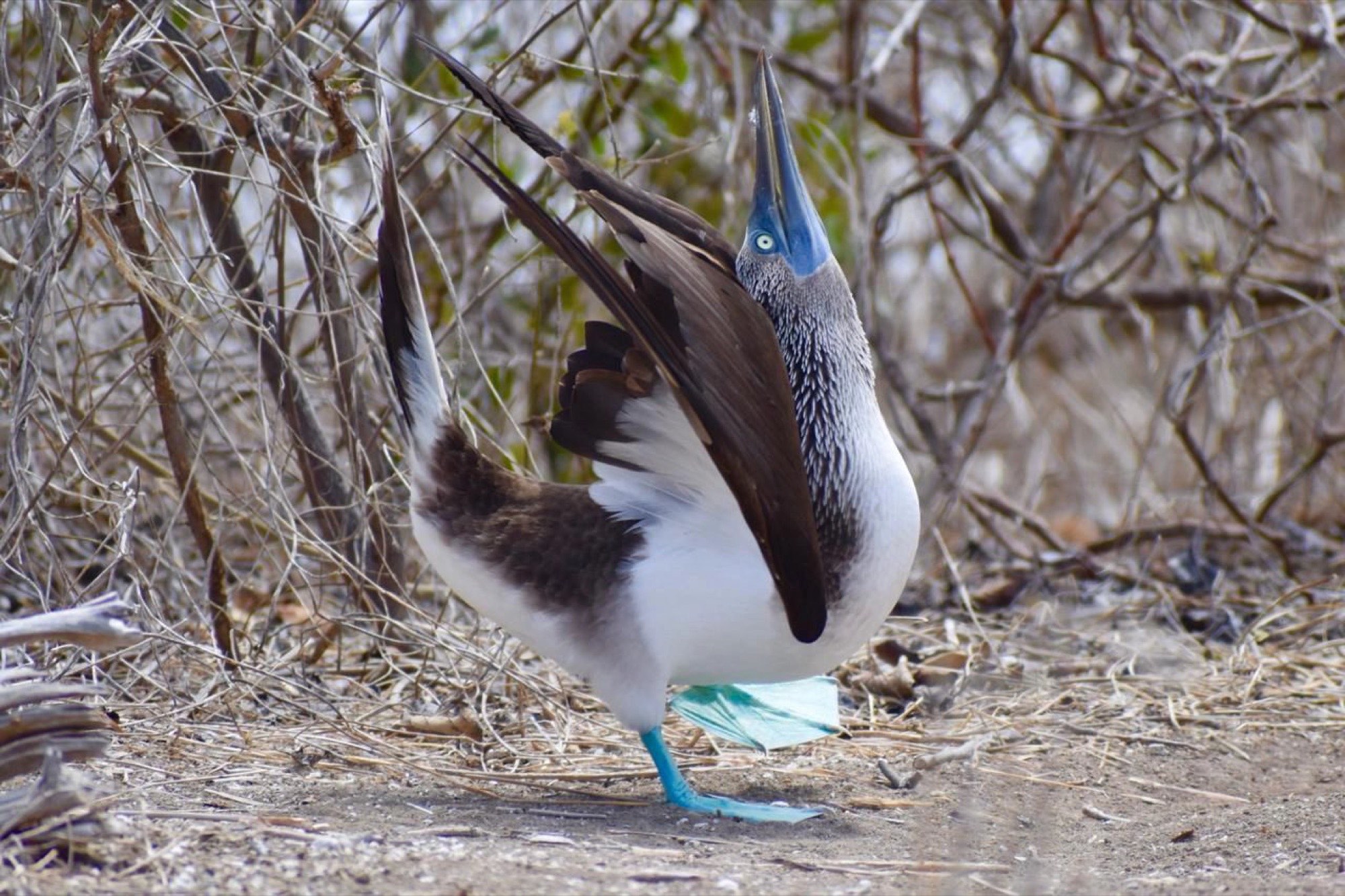 Blue-footed booby displaying in the Galápagos