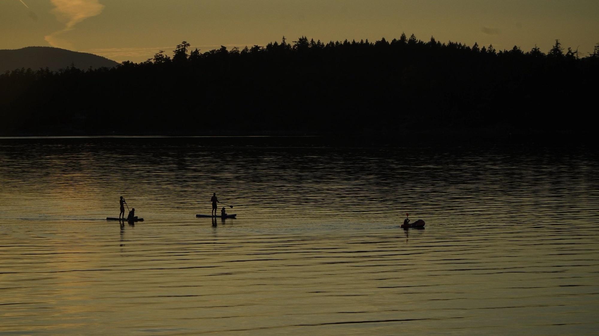 Waterfowl drifting on still water at dusk